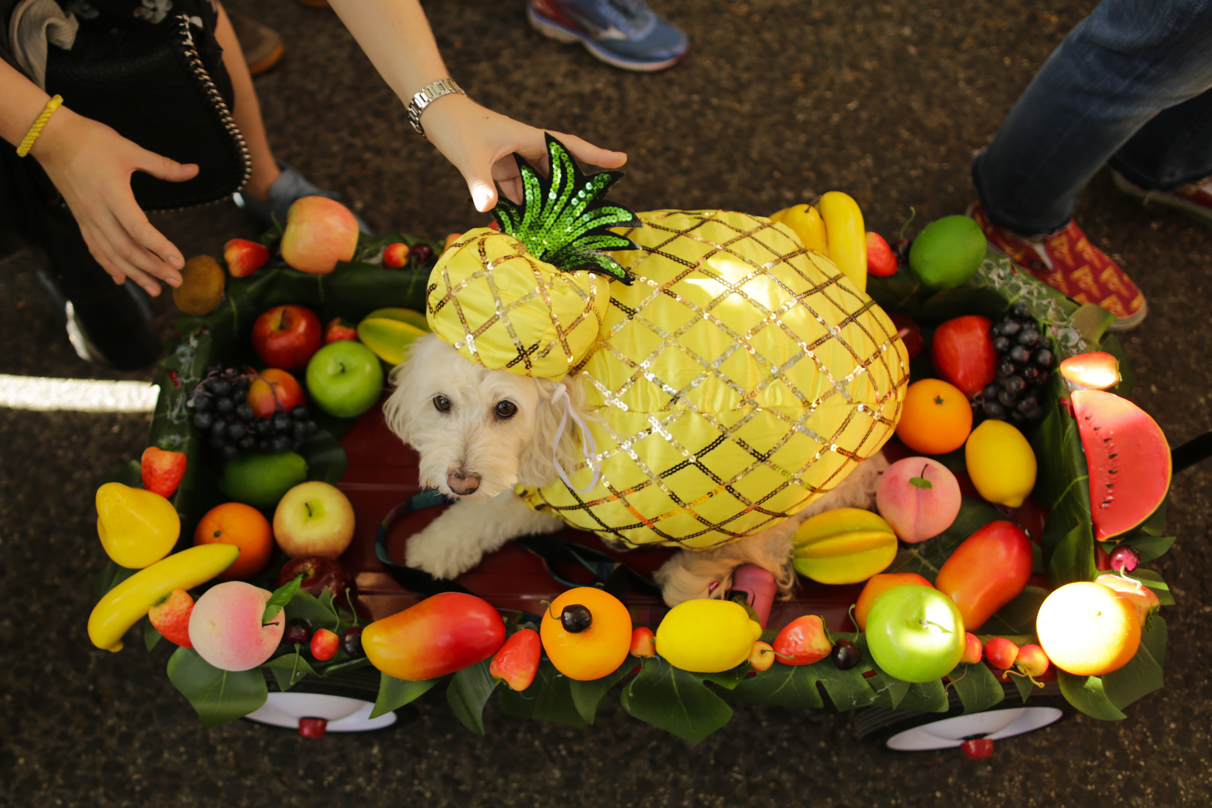 PINEAPPLEDOG.jpg