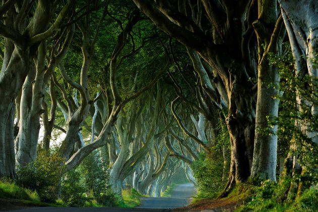 Ireland, Ulster, County Antrim, Ballymoney, Dark Hedges