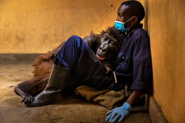 Ndakasi's passing by Brent Stirton, winner of the Photojournalism category. 