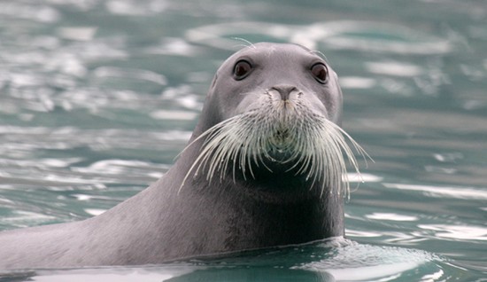 Beardedseal.jpg