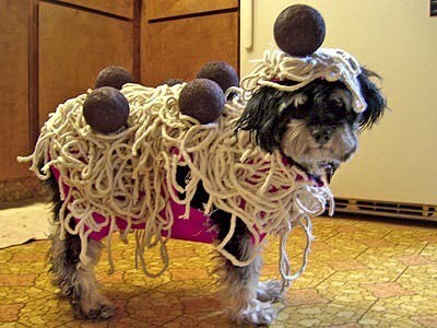 dogspaghettimeatballscostume.jpg