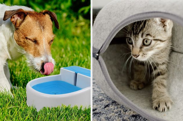 All the best Prime Day deals for pet owners