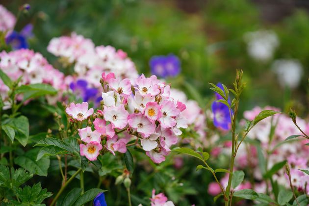 Five varieties of rose including Ballerina, pictured, have been planted