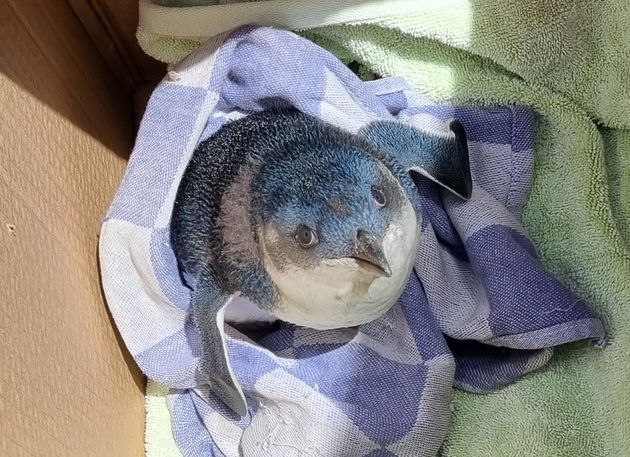 A little penguin is seen after being rescued from a New Zealand runway.