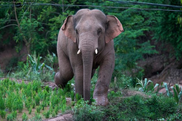 The wild elephants strolling through a village at Xiyang town in Jinning district in June