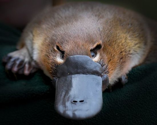 platypus_P.jpg