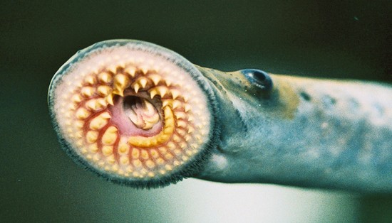 0Dif2C93TBaSfyaRMgde_sea_lamprey_770.jpg