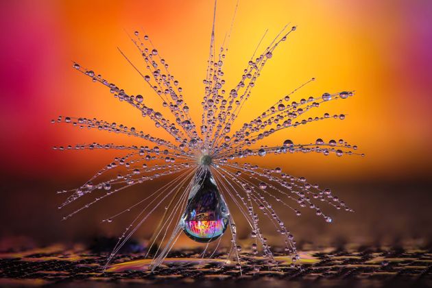 Nature category: Rain droplets have been captured on this dandelion clock seed to create a striking image