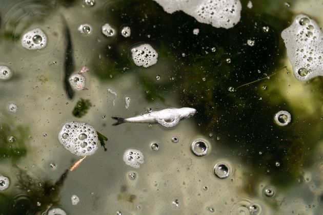 A dead chinook salmon on the lower Klamath River in Weitchpec, California. Baby salmon are dying by the thousands in one California river, and an entire run of endangered salmon could be wiped out in another due to rising temperatures.