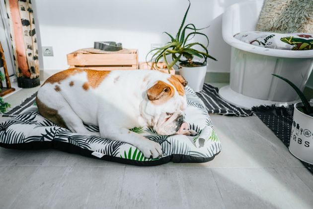 Before you head back to the office, create a safe, comfy place where your pet can have some relaxing alone time. 