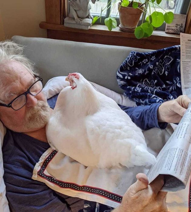 Abby's father reading his newspaper with company from Lila the hen.