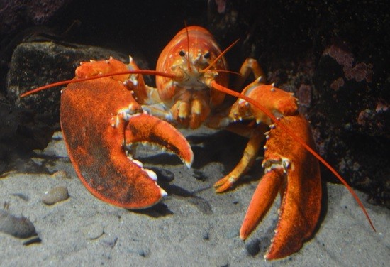 red_lobster.jpg