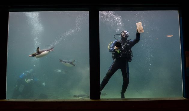 Cleaning the tanks at Living Coasts before its closure.