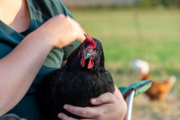 One of the HenPals hens having a cuddle.