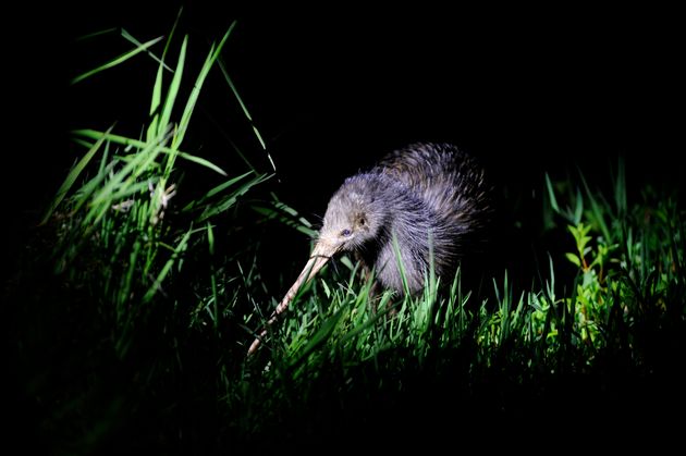 Northern Brown Kiwi in New Zealand