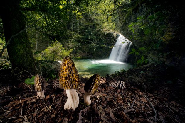 The magical morels by Agorastos Papatsani, winner of the Plants and Fungi category. 