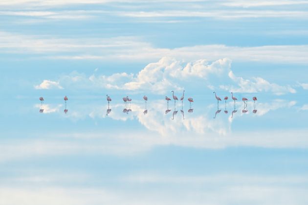 Heavenly flamingos by Junji Takasago, winner of the Natural Artistry category. 