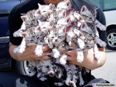 Armloadofkittens.jpg