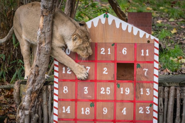 Handout photo issued by ZSL London Zoo 