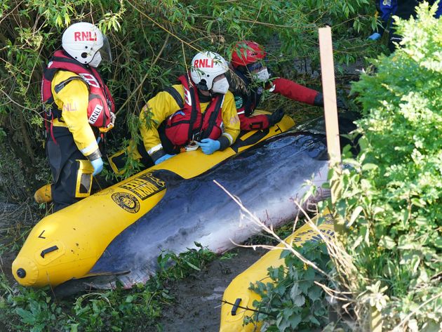 <strong>Members of the RNLI attempt to assist a Minke whale at Teddington Lock.</strong>