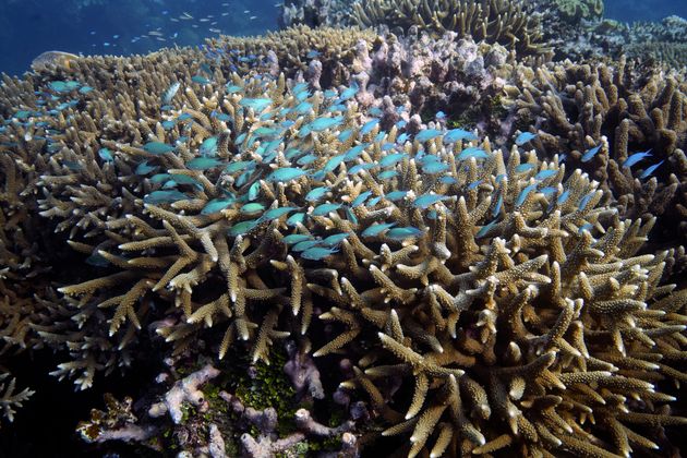 A school of fish swims above corals on Moore Reef in Gunggandji Sea Country off the coast of Queensland in eastern Australia.