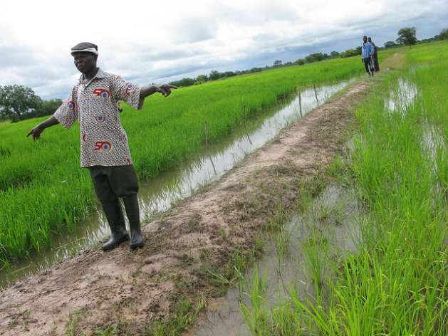 ricefieldsghana.jpg