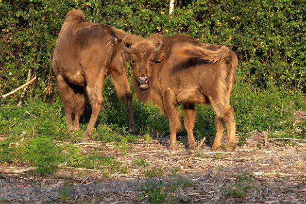 Bison in Kent