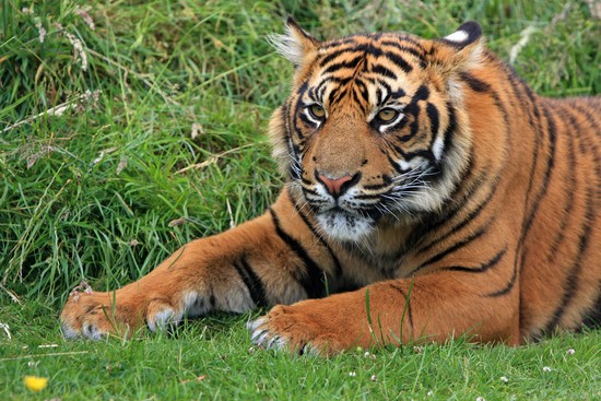 SumatranTiger.jpeg