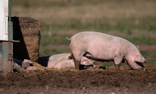 <strong>Pigs on a farm in Staffordshire.</strong>