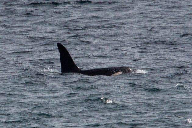 <strong>One of two killer whales that have been spotted off the Cornish coast.</strong>