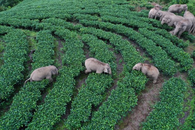 The same elephants were found in another village