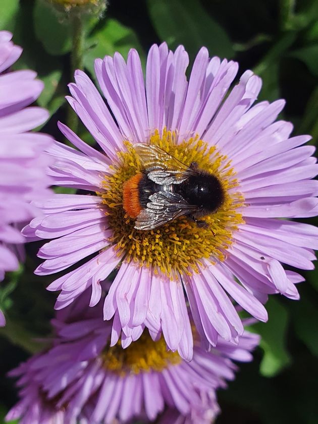 A bumblebee at work, taken by Charlotte McDermott from the Isle of Wight. 