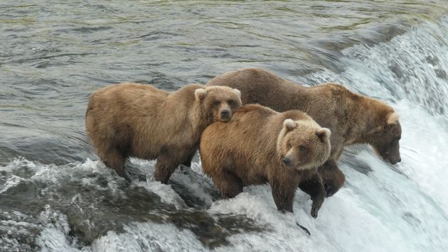 A brown bear cub stands by a riven fattening up before hibernation at Katmai National Park and Preserve in Alaska on Sept. 5, 2021.