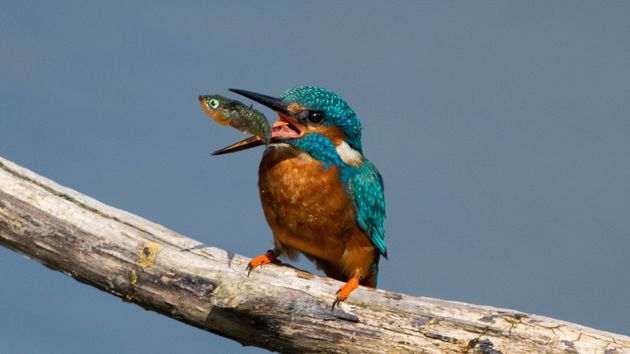 Allan Fullarton, from Washington, Tyne and Wear, says capturing this perfectly timed photo required 