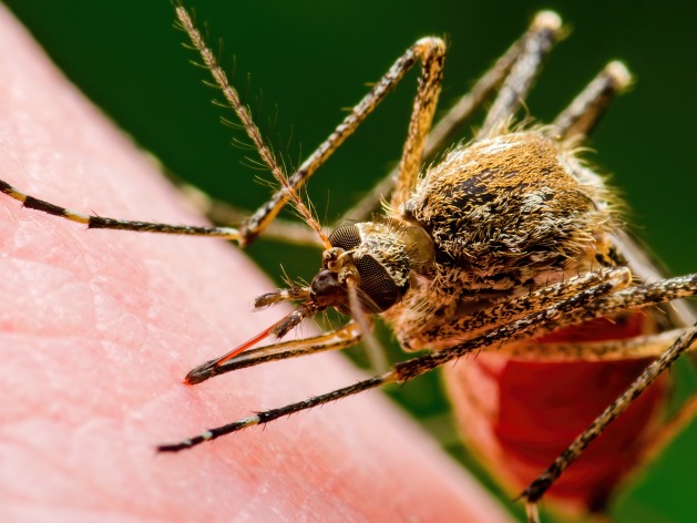 neglected-tropical-diseasesntds.jpg