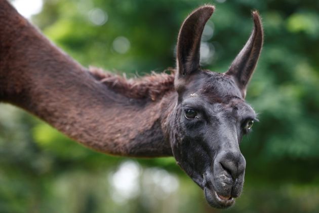 A llama called Winter, whose antibodies were used in the hunt for a treatment for the coronavirus disease (COVID-19), August 23, 2021. 