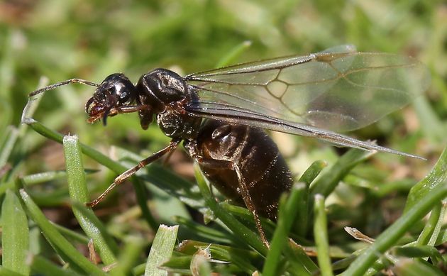 Another Flying Ant Day could soon be upon us. 