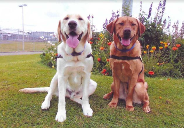 Elliot, left, and Evan, two of the dogs living and being trained at the Washington Correctional Complex.